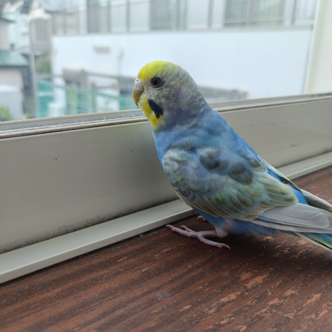 コロマルさんがアップロードしたアバター画像