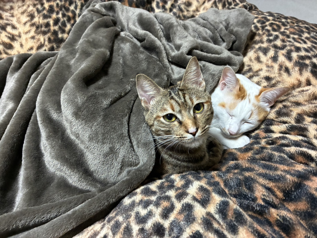 マヤさんがアップロードしたアバター画像