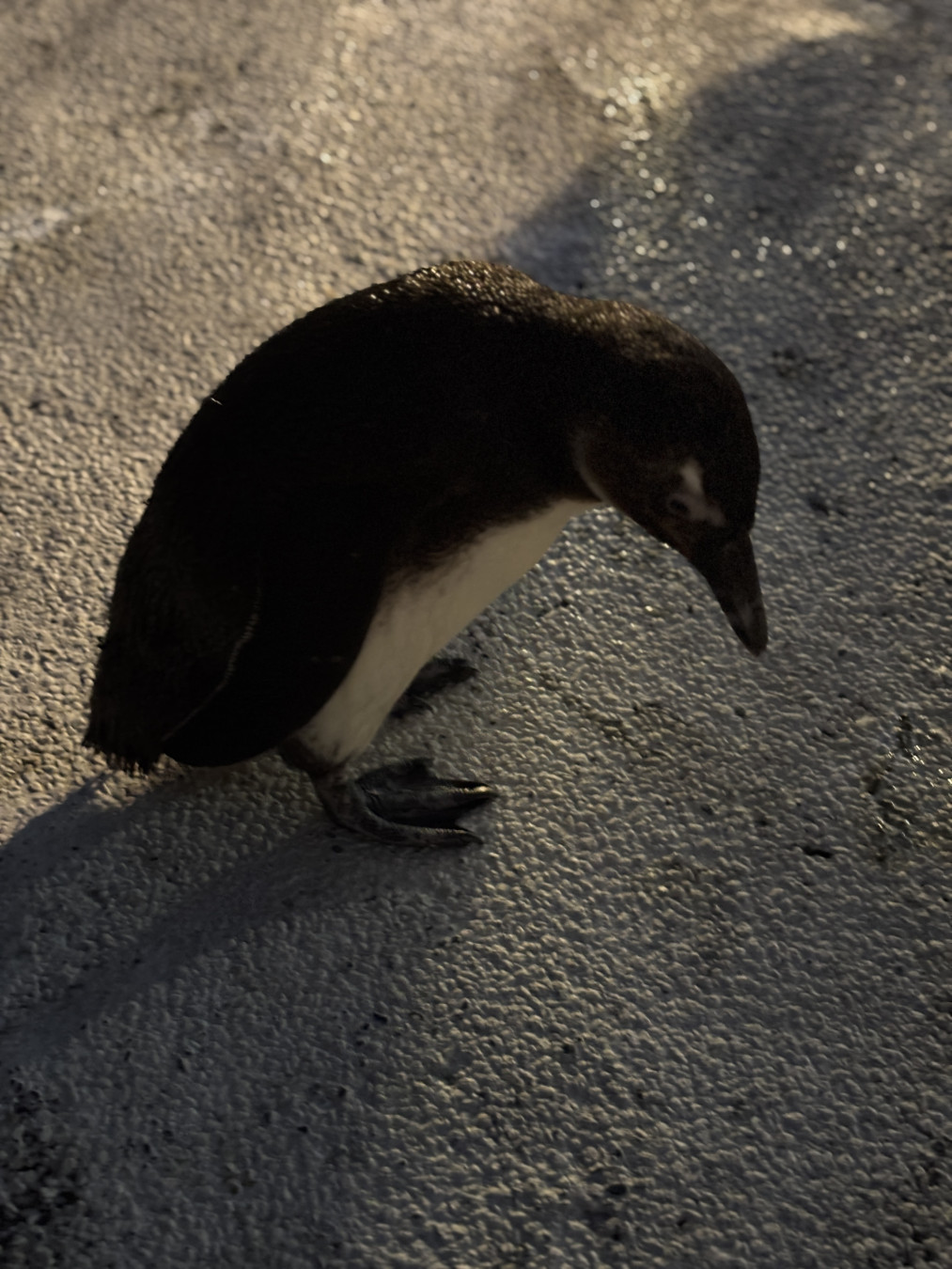 小泉孝太郎さんがアップロードしたアバター画像