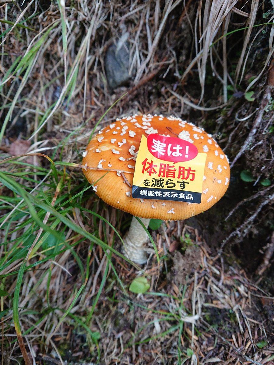 ずんだもんさんがアップロードしたアバター画像